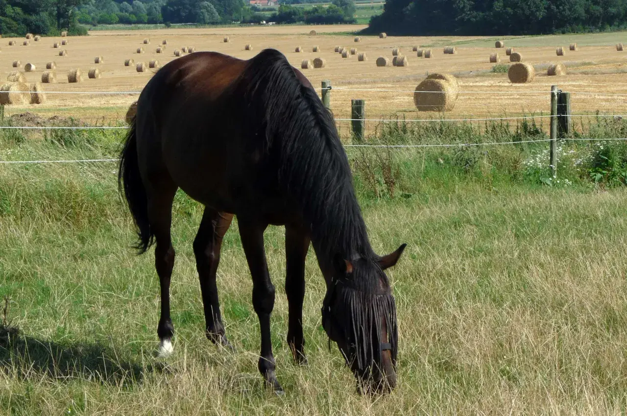 Un cheval brun, d'une noble race, broute paisiblement dans un pré verdoyant, avec des bottes de foin rondes parsemant un champ doré à l'arrière-plan.