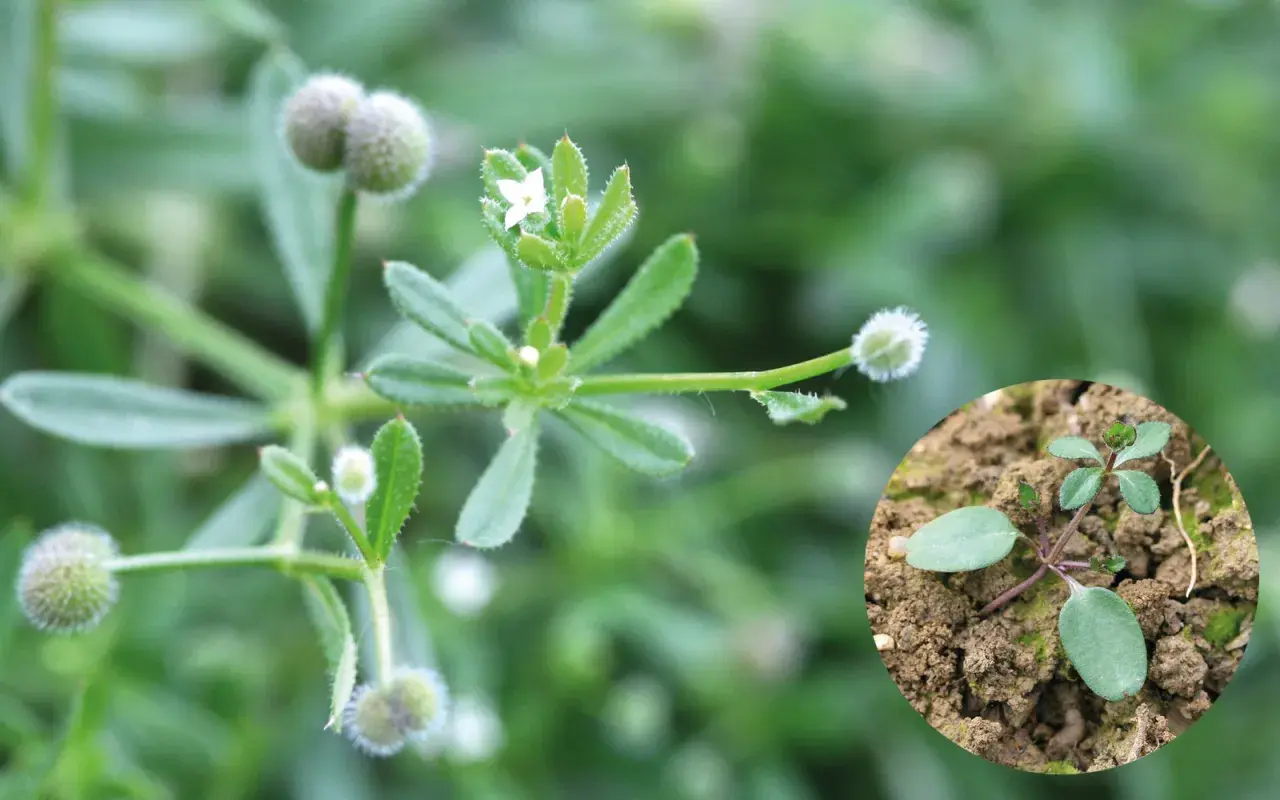 Gaillet gratteron, une plante aux petites fleurs blanches et aux fruits ronds et duveteux, appréciée des chevaux. Une jeune pousse est visible en médaillon.