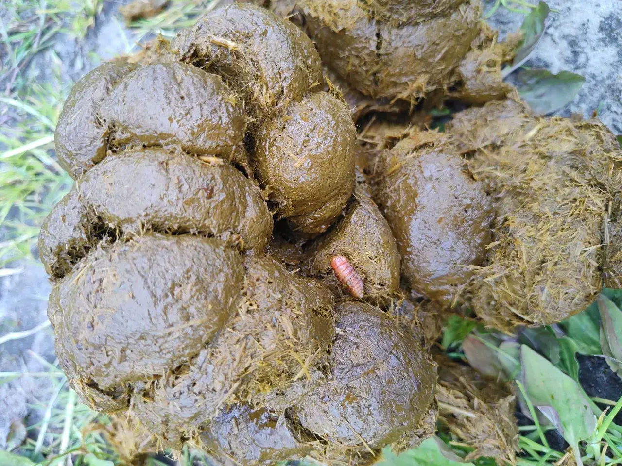 Une larve d'oestre, rose et segmentée, se trouve au milieu de crottins de cheval humides et fibreux, sur un sol herbeux.