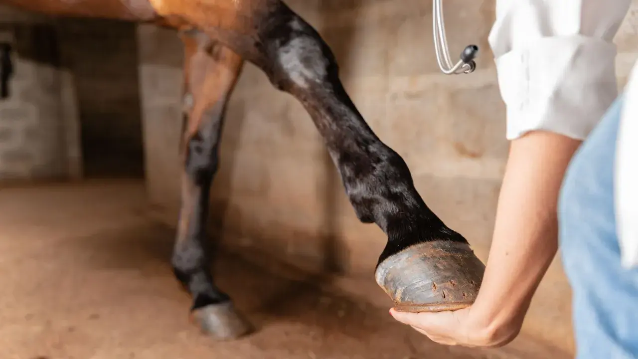 Un vétérinaire examine les tendons d'un cheval. La jambe du cheval est levée, et le vétérinaire tient son sabot.