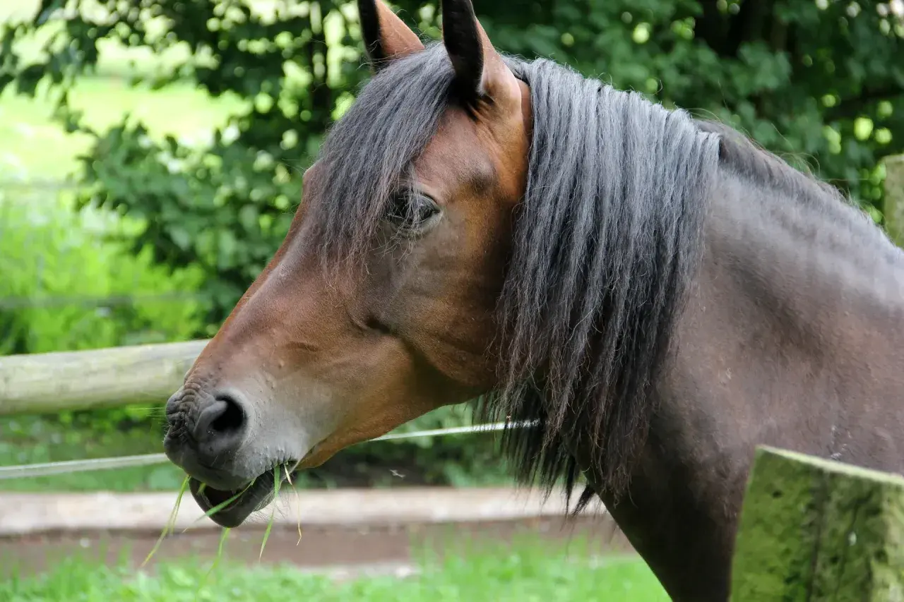 Un magnifique cheval hanovrien brun, la crinière au vent, broute paisiblement de l'herbe fraîche dans un pré verdoyant.