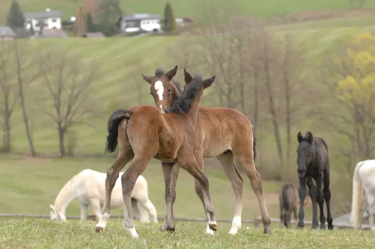 Deux poulains bruns se câlinent sur une prairie. Ils se demandent combien boit un cheval par jour. D'autres chevaux sont en arrière-plan.