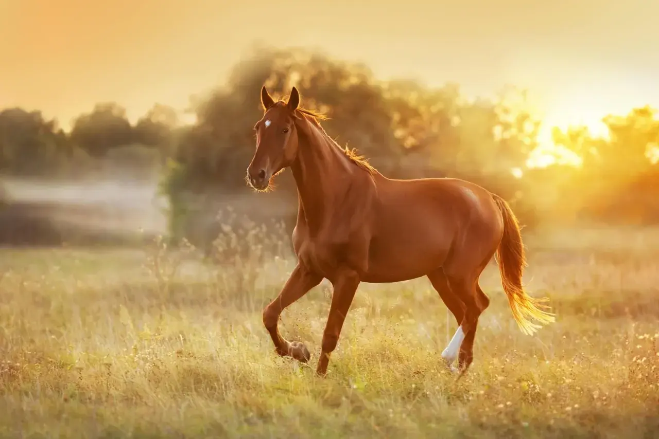 Cheval brun galopant dans un champ doré au coucher du soleil. Une alimentation adaptée est essentielle pour un cheval atteint du syndrome de Cushing.