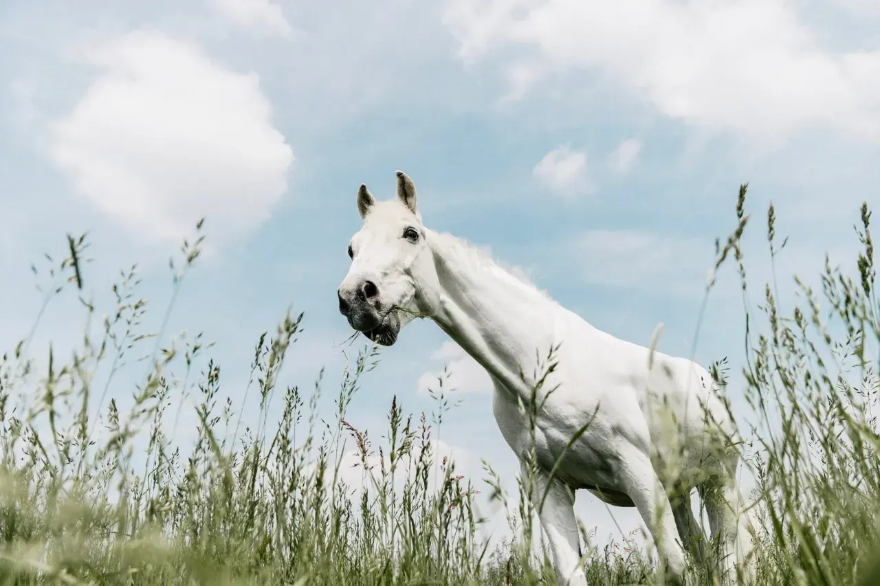 Un magnifique cheval blanc broute de l'herbe dans un champ, le ciel bleu et nuageux en arrière-plan. Il semble tout droit sorti d'une écurie de rêve.