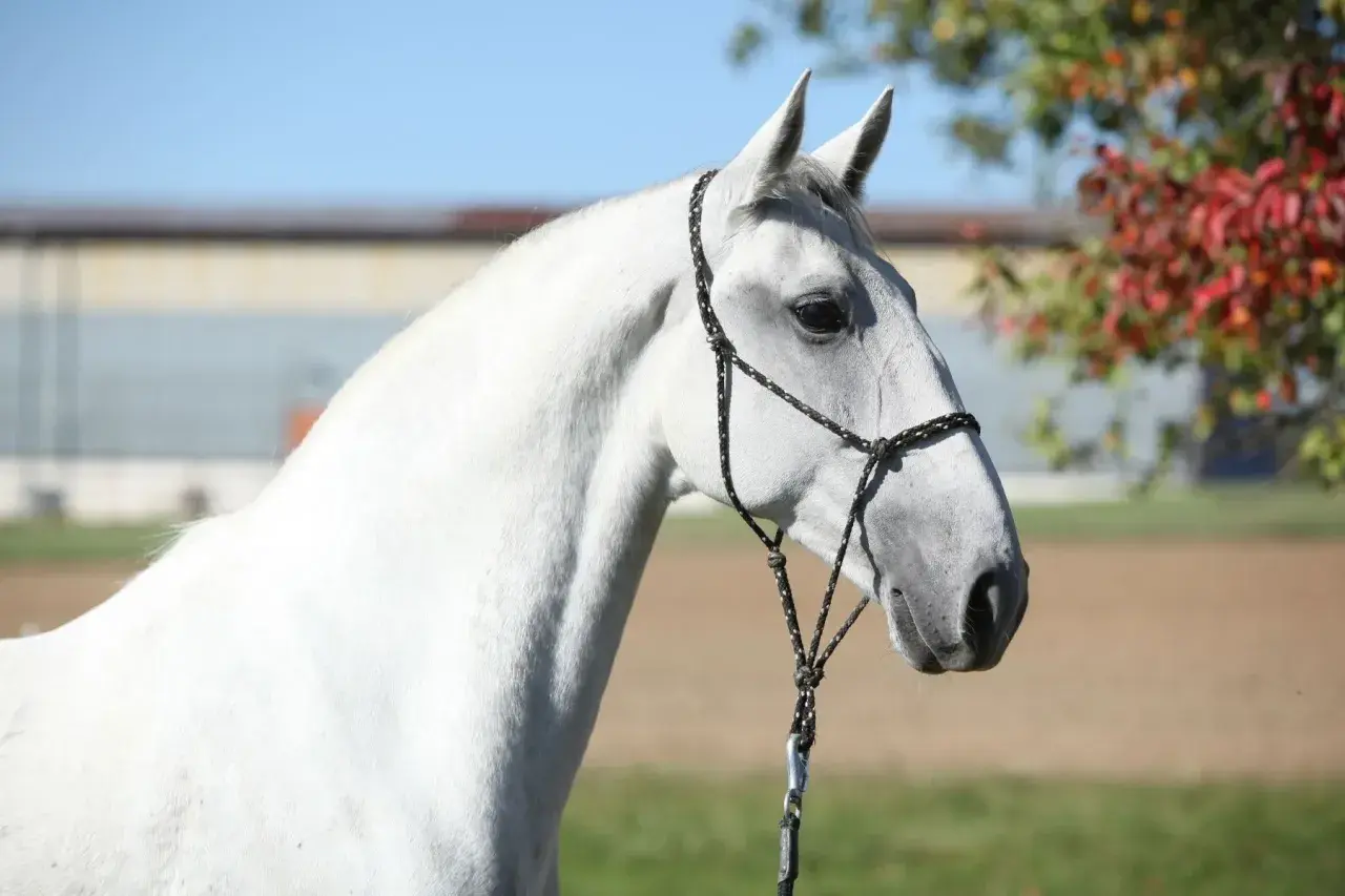Magnifique cheval blanc, rappelant l'élégance du Lipizzan et son origine noble.