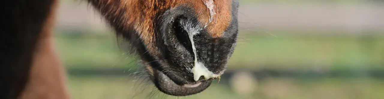 Museau d'un cheval brun avec un écoulement nasal épais et jaune, possiblement lié à la leptospirose cheval.