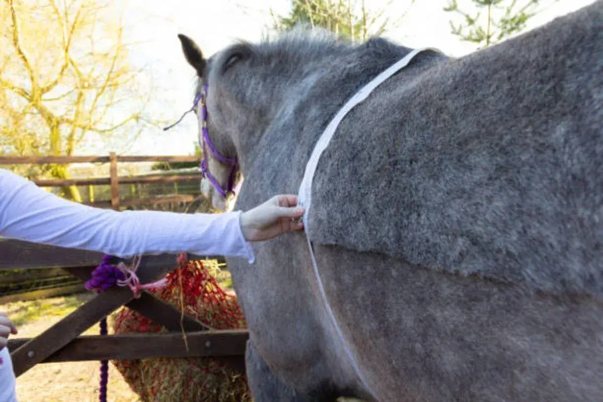Une personne mesure le tour de poitrine d'un cheval gris pour estimer son poids.