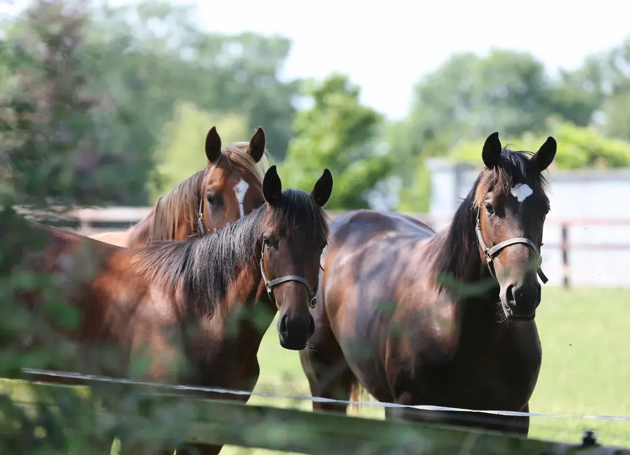 Trois chevaux bruns, dont un alezan, se tiennent dans un pré. La force et la beauté de ces animaux, symboles de la proteine cheval, sont saisissantes.