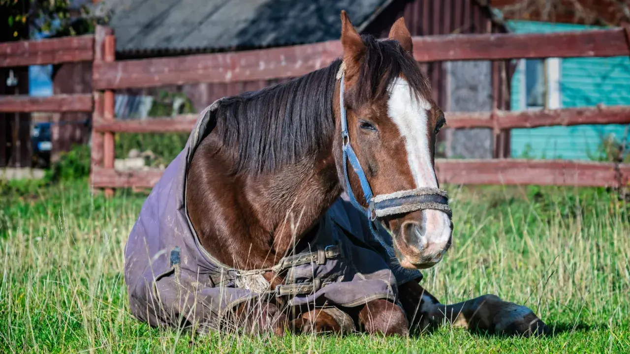 Un cheval brun, couvert d'une couverture, se repose dans l'herbe. Il semble un peu fatigué, ce cheval maigre.