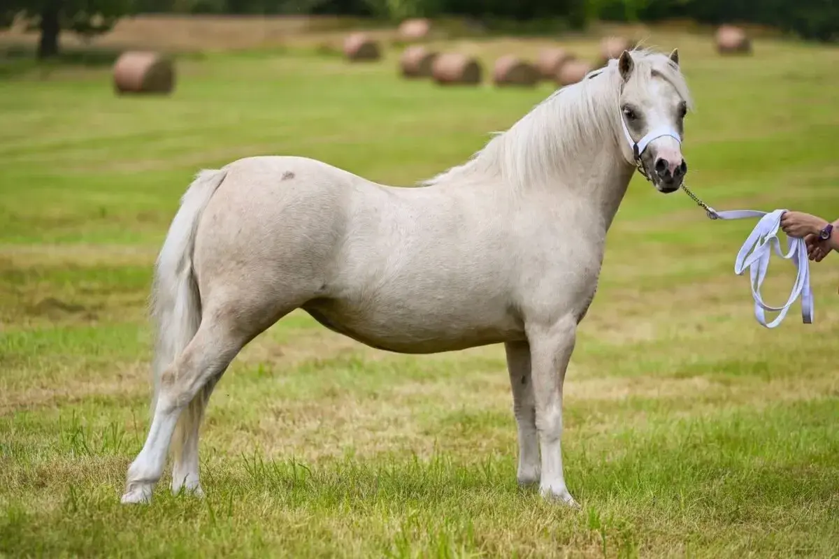 Un magnifique poney blanc, prêt pour une carrière cheval, se tient dans un pré verdoyant avec des bottes de foin en arrière-plan.