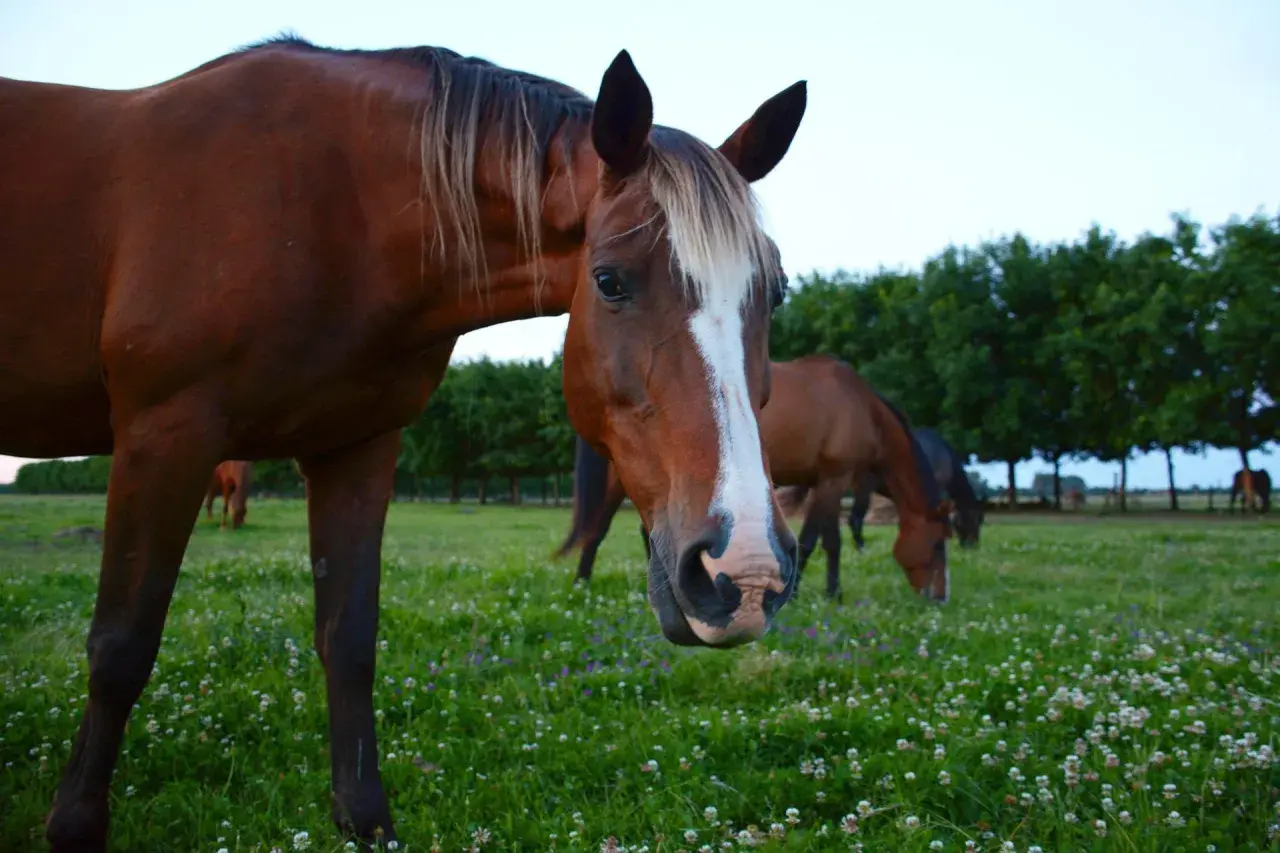 Des chevaux broutent paisiblement dans un champ de trèfle fleuri, sous un ciel clair.