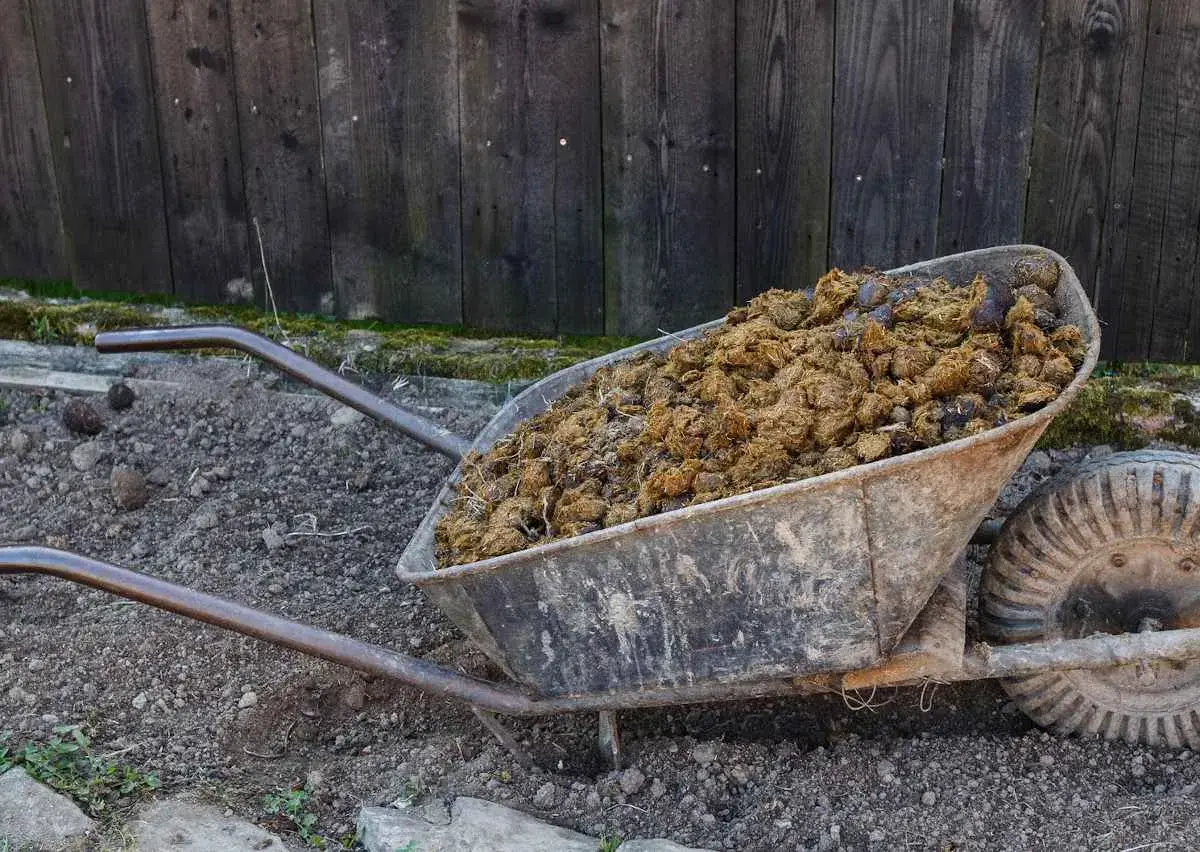 Brouette remplie de crottin de cheval, prêt à fertiliser le jardin.
