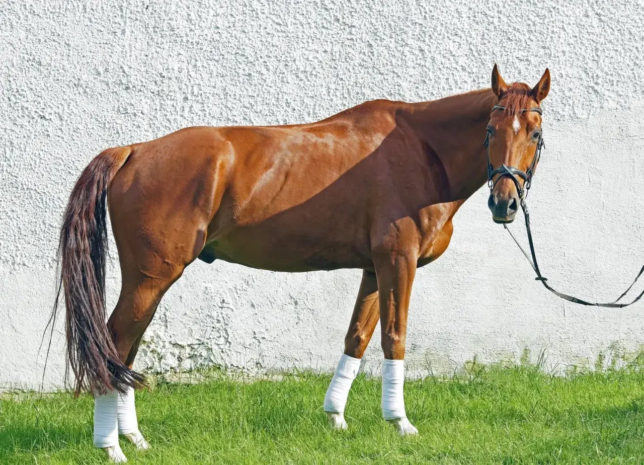 Un magnifique cheval Oldenburg brun, avec des bandes blanches sur les pattes, se tient sur l'herbe devant un mur blanc.