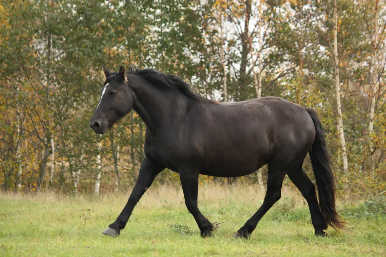 Un magnifique percheron noir galope dans un pré verdoyant, le soleil d'automne illuminant son pelage.