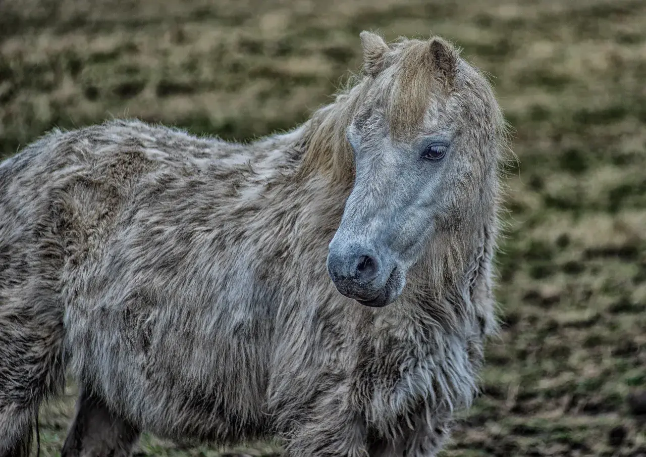 Poney à la robe hirsute, le regard mélancolique, évoquant la maladie de Cushing et le stress.