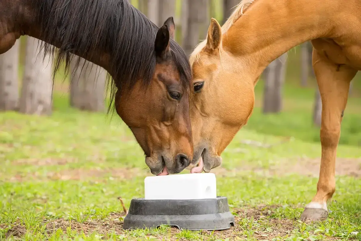 Deux chevaux, l'un brun et l'autre alezan, partagent une pierre à sel. La porcelle enracinée cheval est un plaisir partagé.