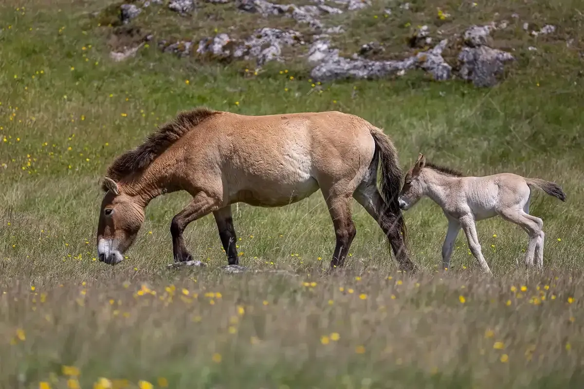 Un cheval de Przewalski et son poulain broutent dans un pré fleuri.