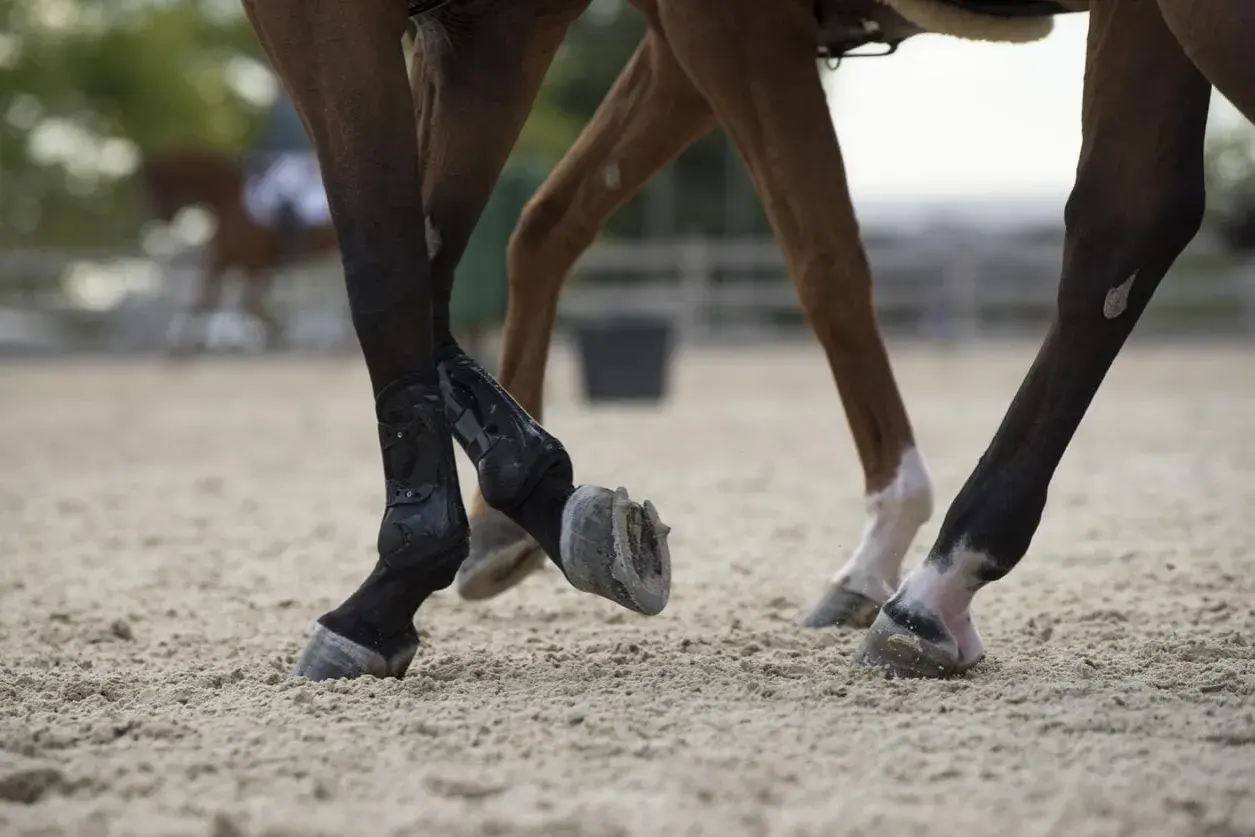 Pieds de chevaux en mouvement sur sable. Un bon rapport calcium phosphore est essentiel pour des os solides.