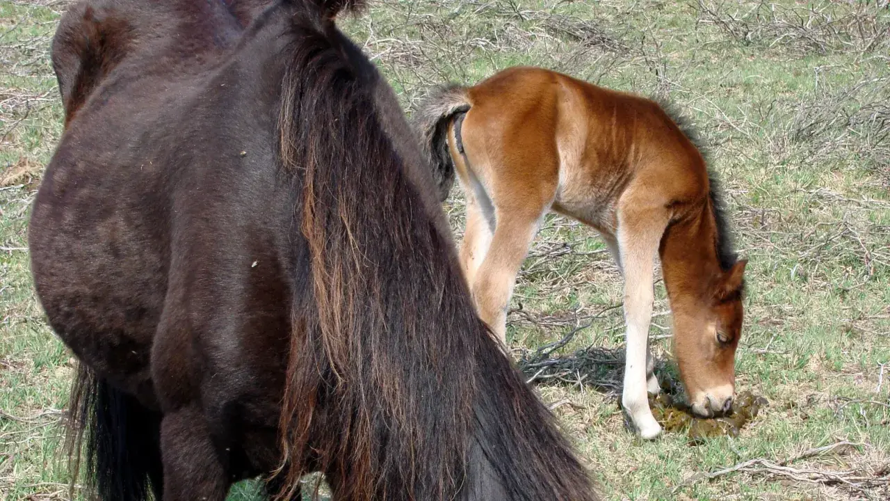 Un poulain brun, à côté de sa mère sombre, mange du crottin dans un pré.