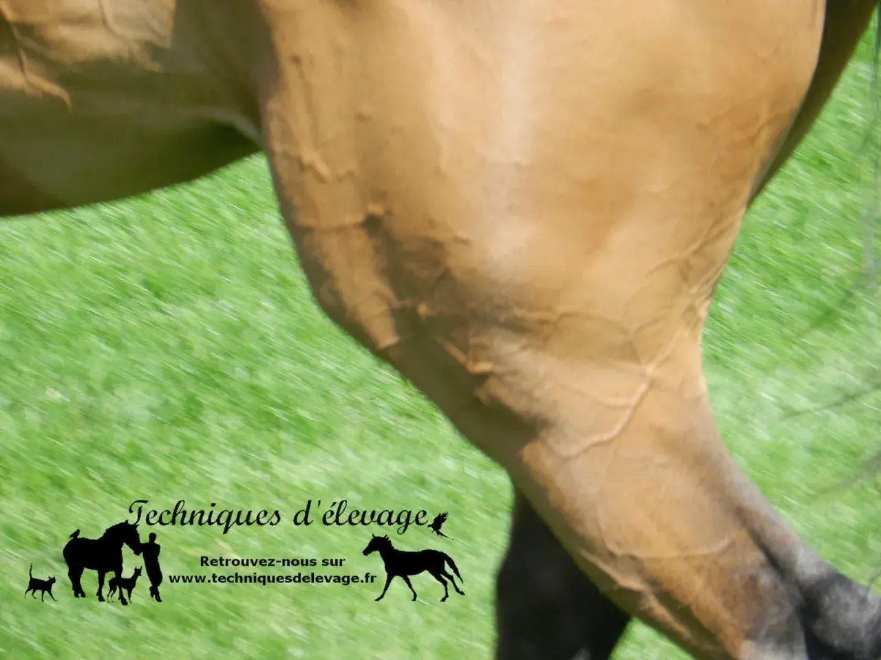 Gros plan sur la cuisse d'un cheval brun, montrant les veines saillantes. Le PSSM cheval est une préoccupation pour les propriétaires.