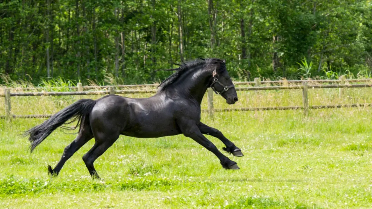 Un magnifique cheval noir galope dans un pré verdoyant, sa crinière au vent. Il semble aussi libre qu'une bière cheval.