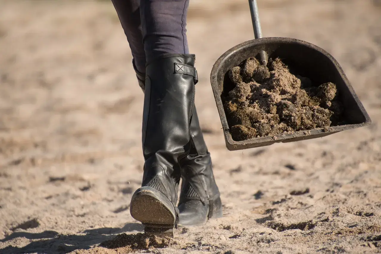 Une personne en bottes d'équitation ramasse du crottin de cheval avec une pelle, illustrant la réglementation crottin de cheval sur la voie publique.