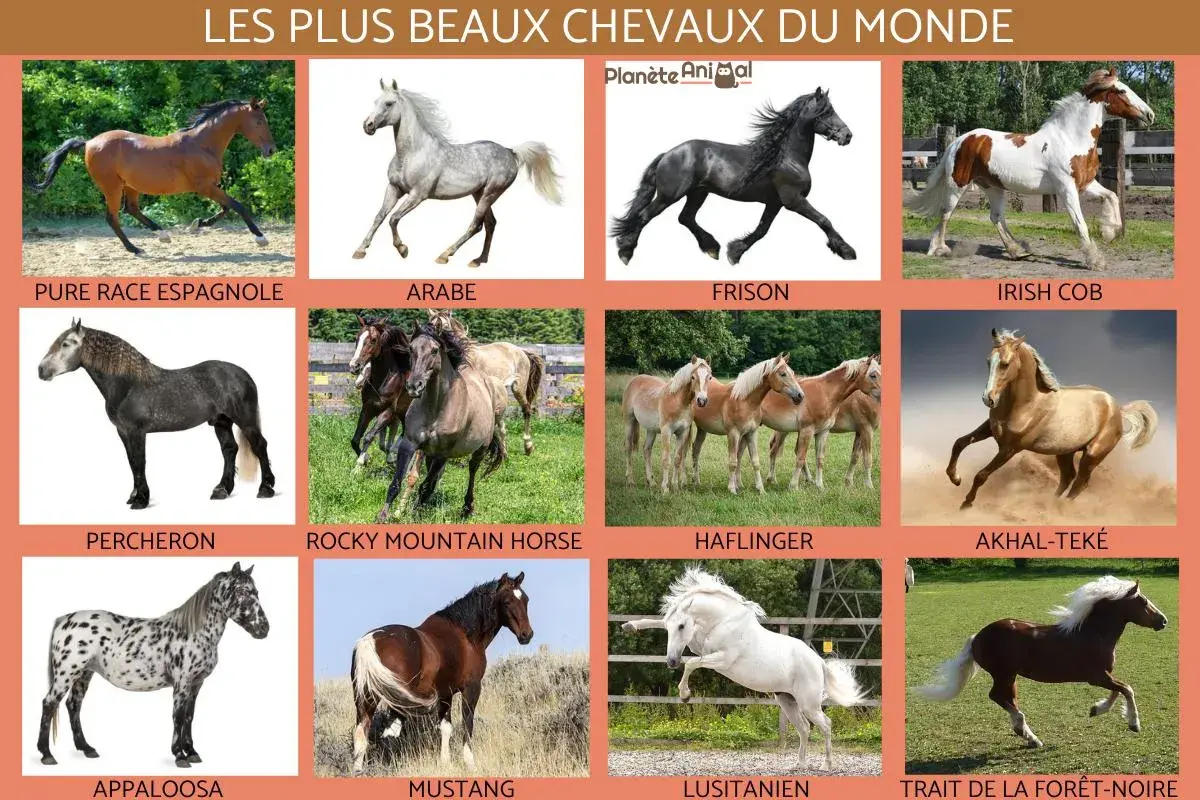 Découvrez les races de chevaux les plus connues : Pur Sang Espagnol, Arabe, Frison, Irish Cob, Percheron, Rocky Mountain Horse, Haflinger, Akhal-Teke, Appaloosa, Mustang, Lusitanien, Trait de la Forêt-Noire.