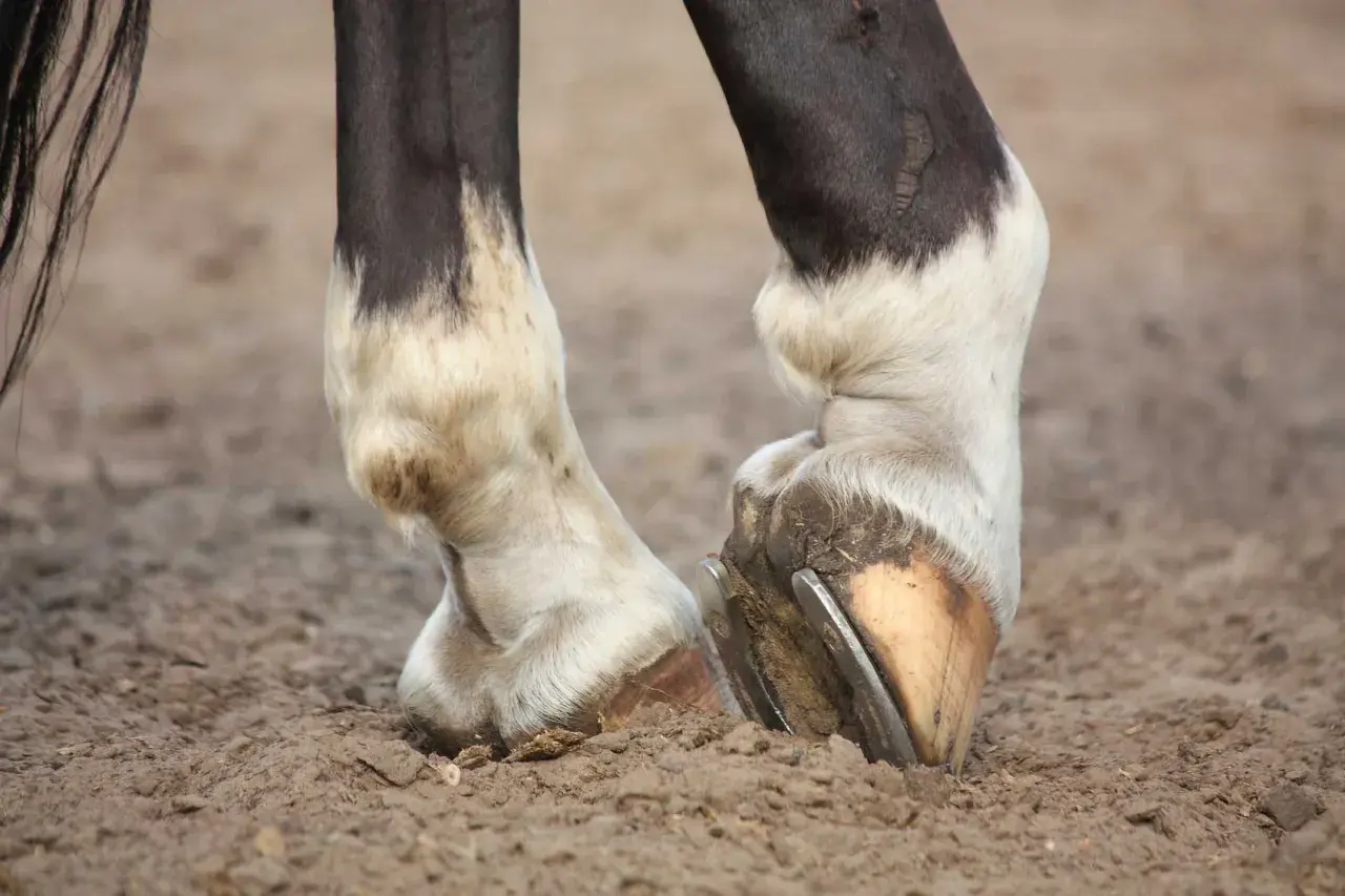 Pieds d'un cheval montrant une boiterie antérieure. Le sabot gauche est visiblement plus bas, suggérant une gêne.