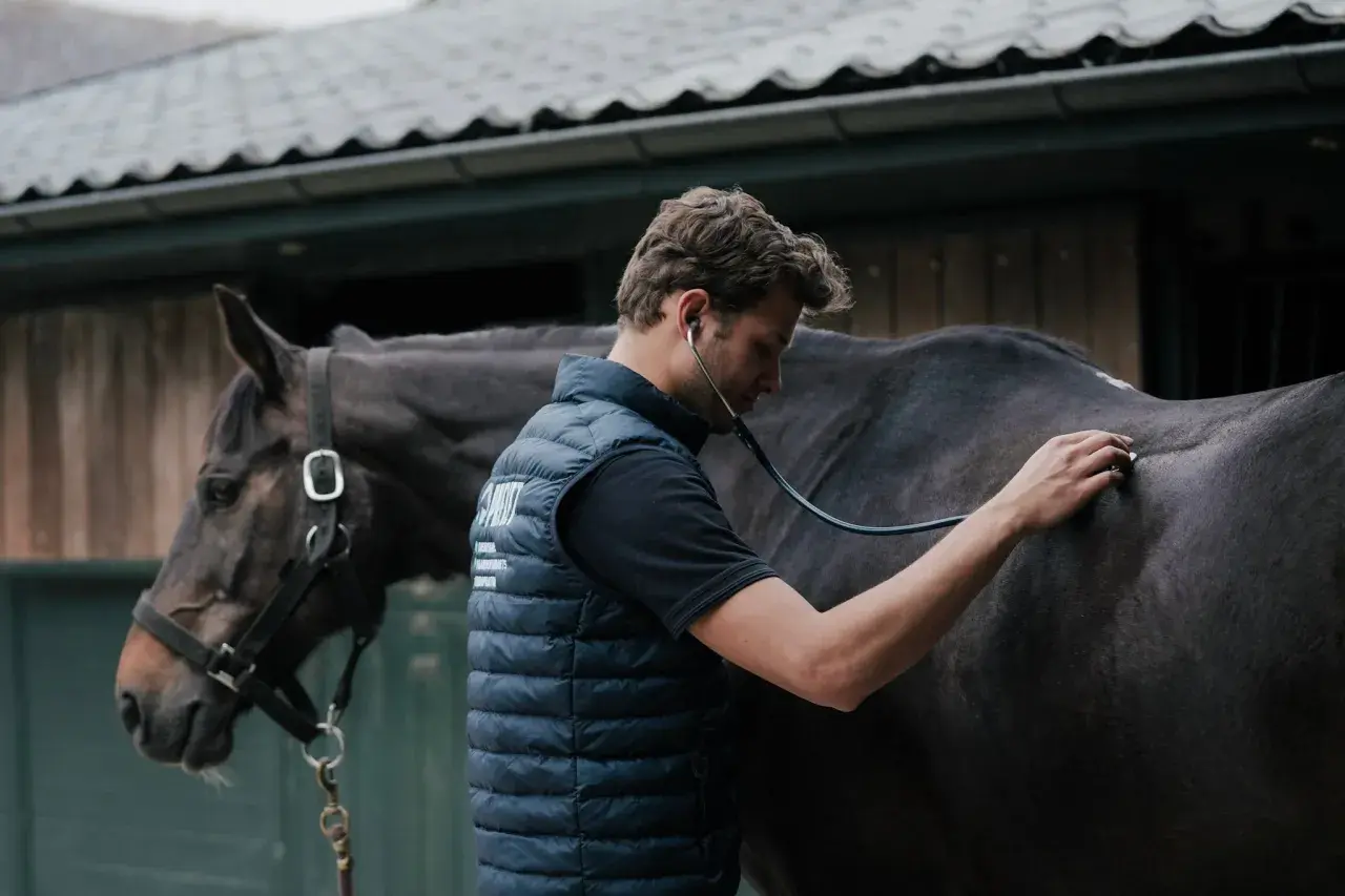 Vétérinaire auscultant un cheval au pré, inquiet de son état de cheval qui maigrit.
