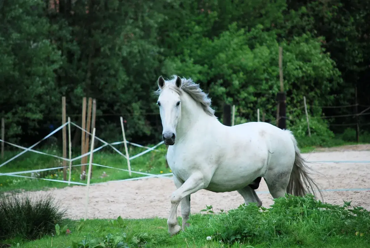 Un magnifique cheval criollo blanc, crinière au vent, galope dans un paddock sablonneux entouré de verdure.