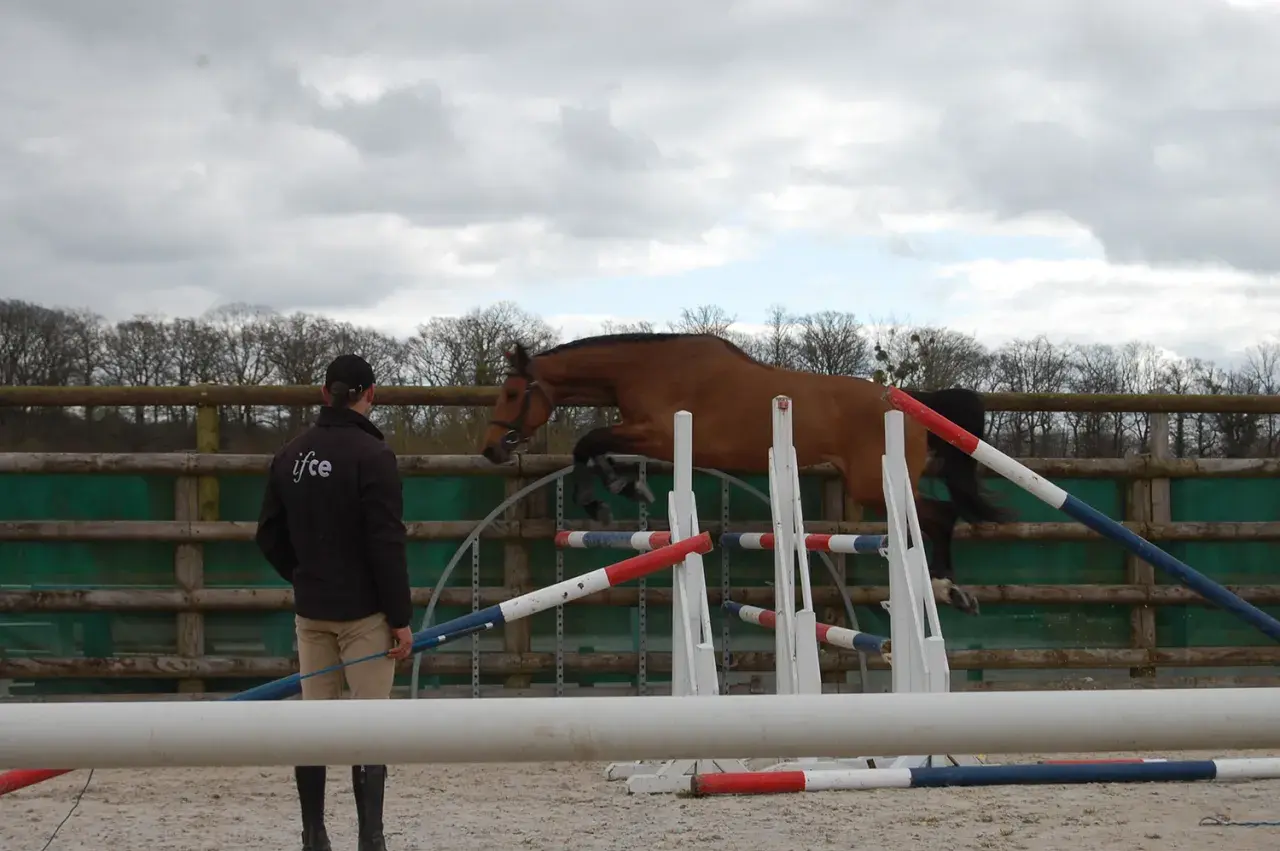 Un cavalier observe un cheval brun franchir différents types d'obstacles CSO dans un manège extérieur.