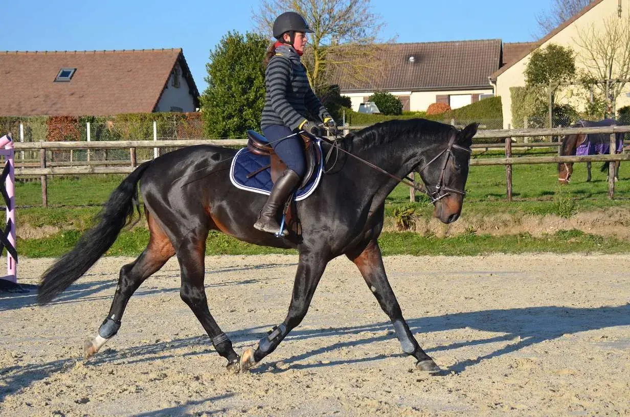 Une cavalière en tenue d'équitation fait du travail cheval dans une carrière sablonneuse.
