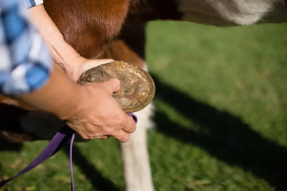 Une main examine le sabot d'un cheval, une ligne blanche visible. Pas de fourmilière ici, juste un soin attentif.