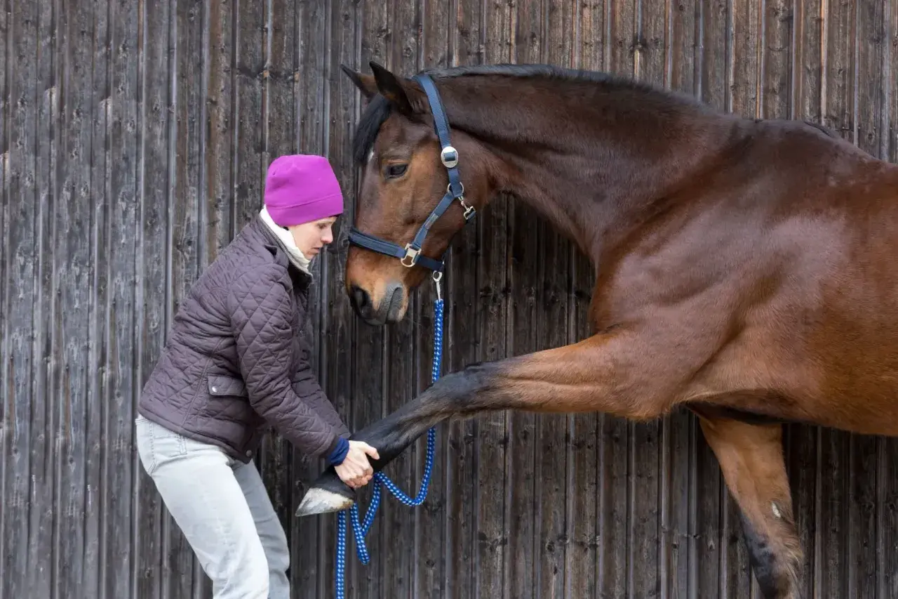 Une femme examine le sabot d'un cheval brun, peut-être pour évaluer son état et adapter son alimentation cheval fourbu.