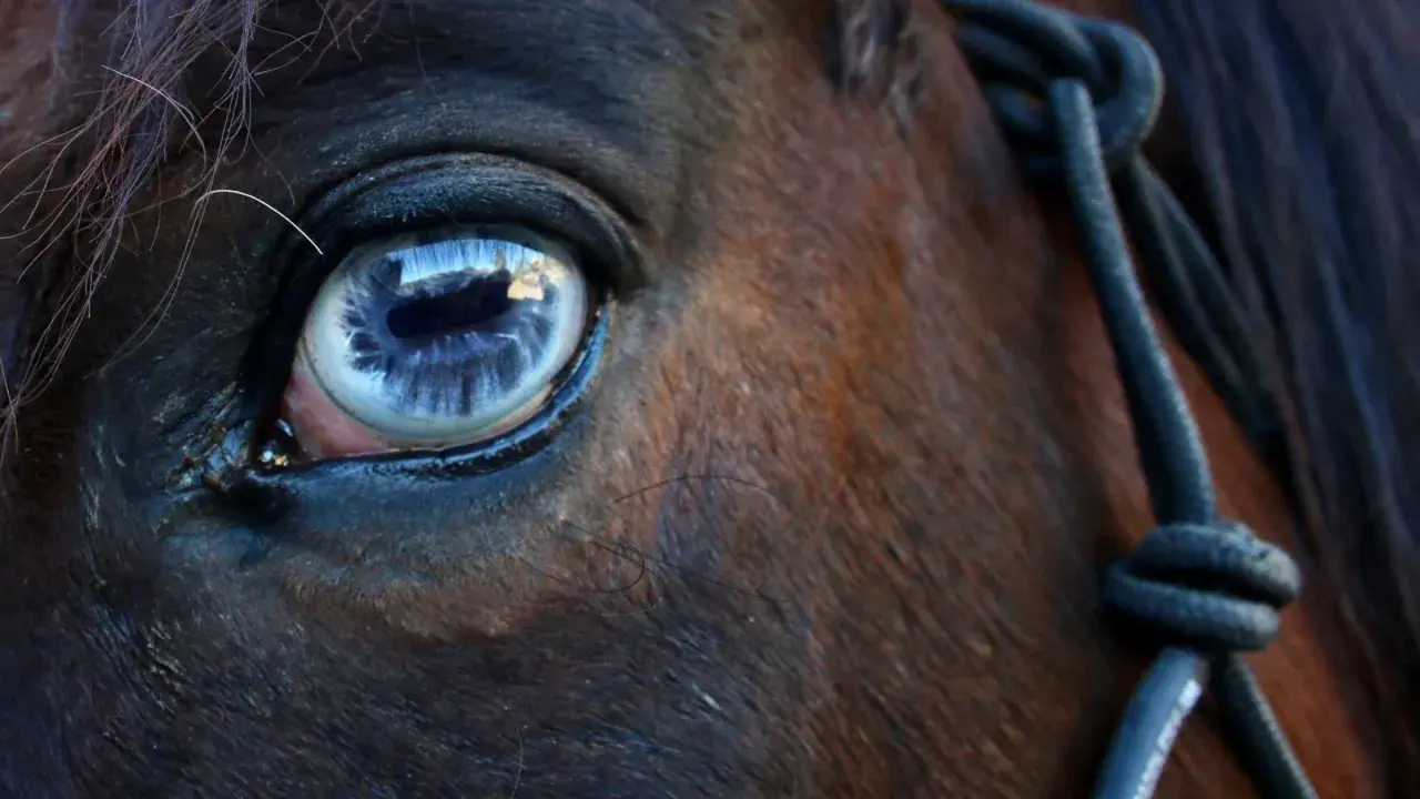 Gros plan sur l'oeil bleu d'un cheval, reflétant le ciel. Une longe est visible sur le côté.