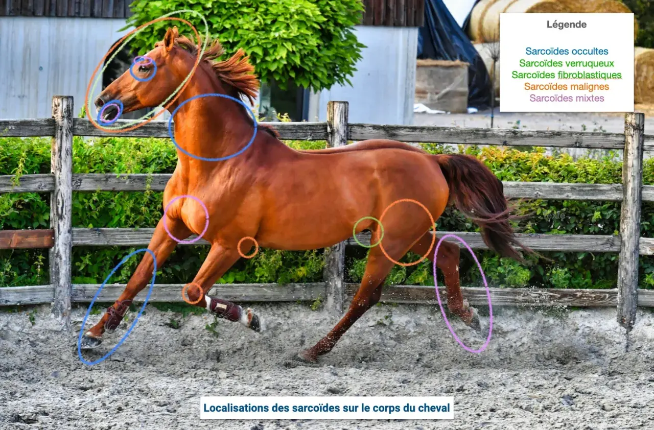 Cheval bai en mouvement, différentes localisations de sarcoïdes marquées par des cercles colorés sur la tête, le cou, le flanc et les membres.