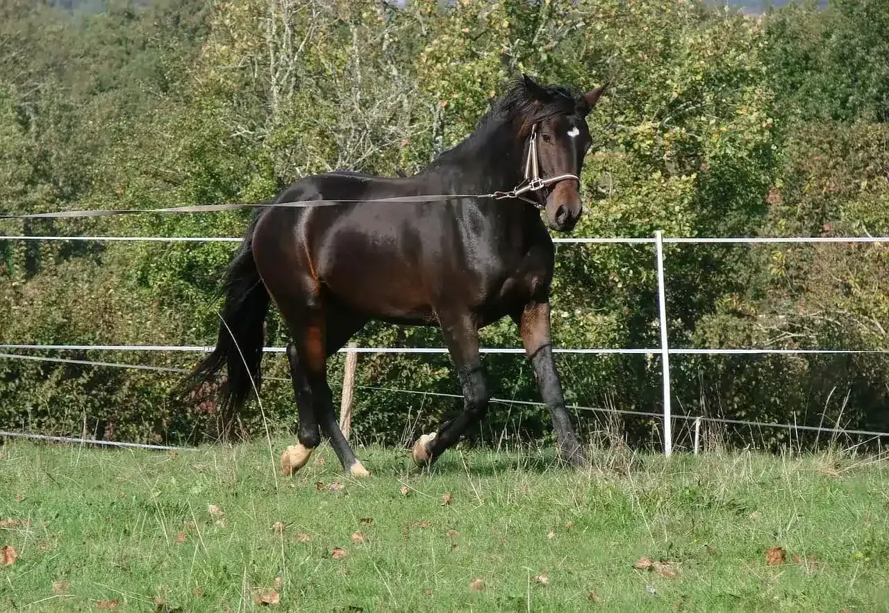 Un beau cheval brun, en pleine action, est en train de longer dans un pré verdoyant, avec une clôture blanche et des arbres en arrière-plan.