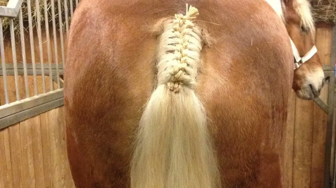 Une belle tresse queue de cheval sur un cheval brun dans une écurie.