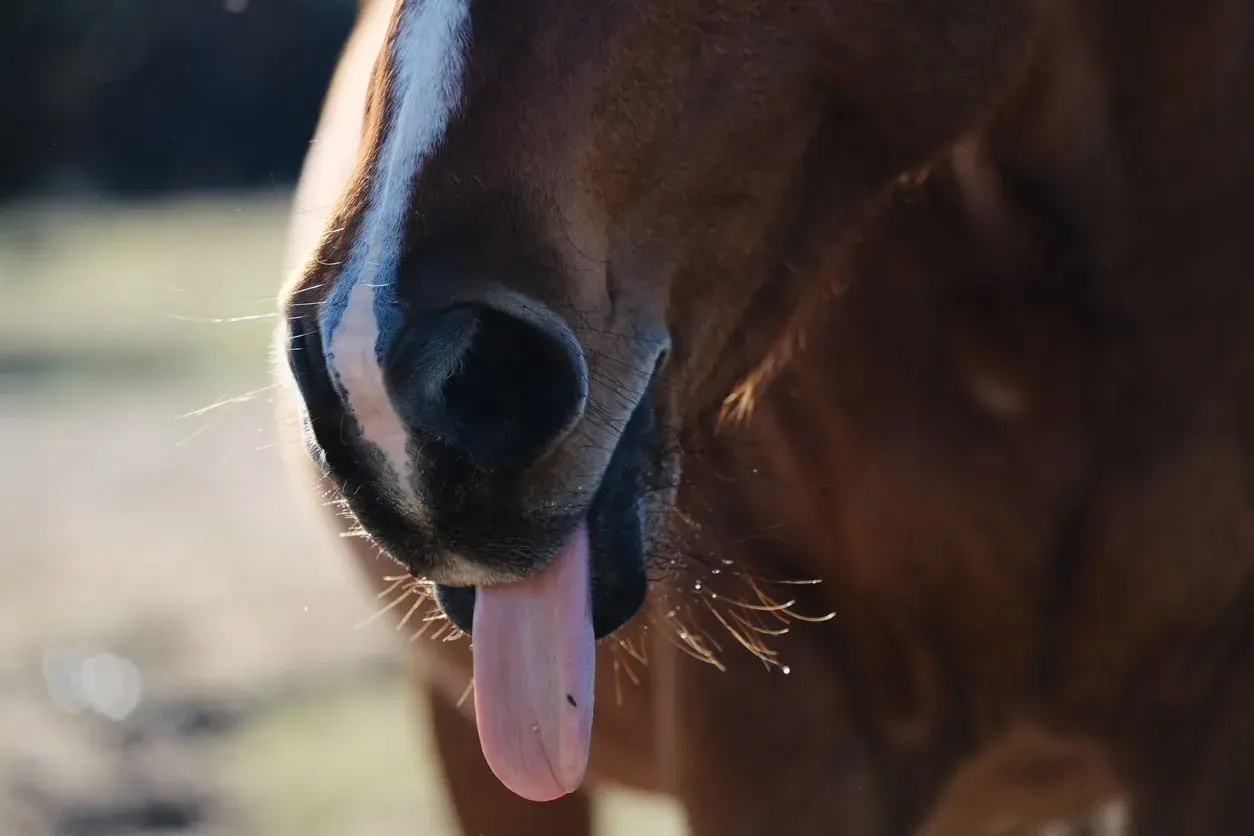 Gros plan sur le museau d'un cheval brun, langue sortie. La question "un cheval peut-il vomir ?" est souvent posée.