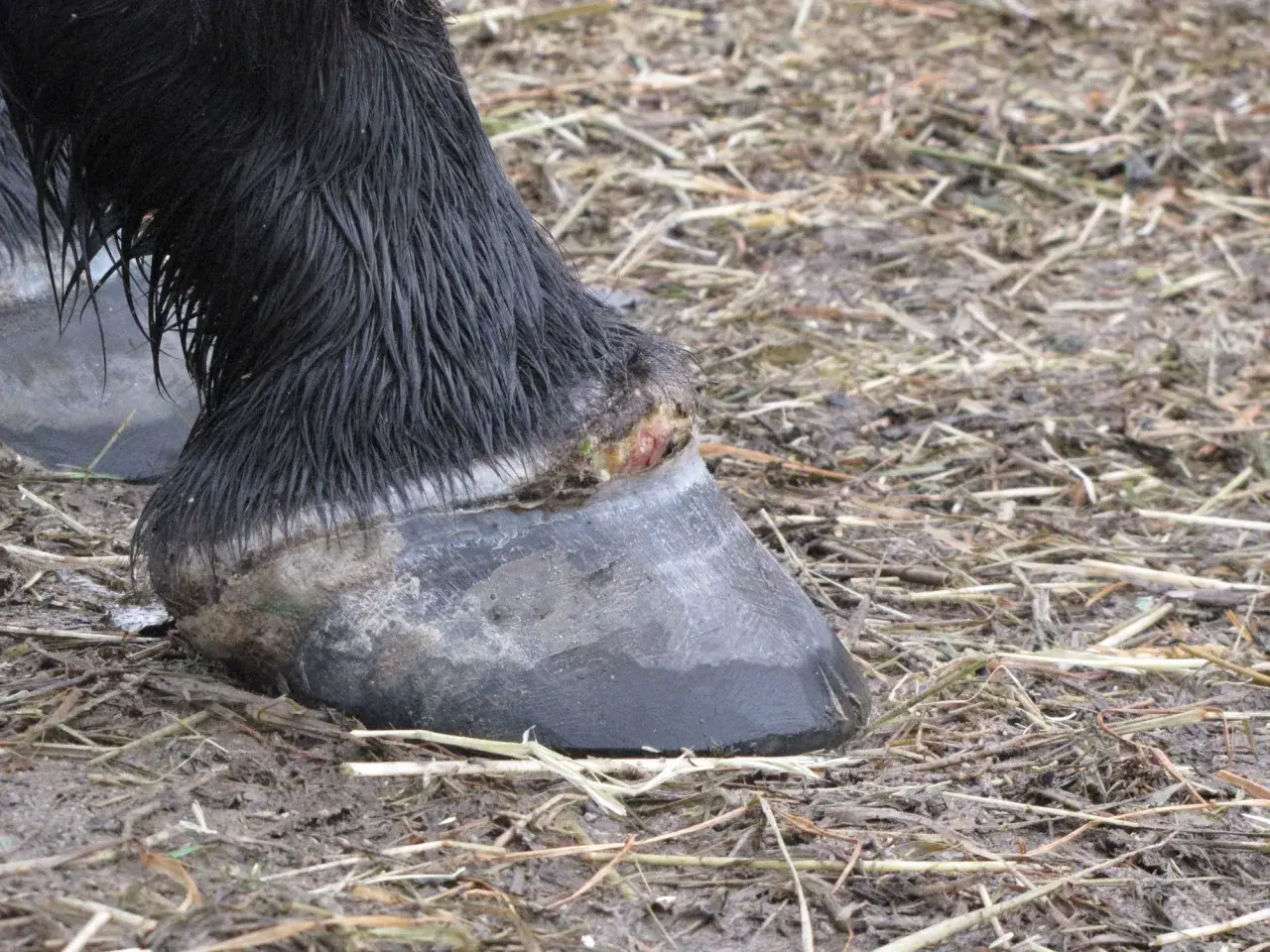 Le sabot d'un cheval noir, abcedyl, montre une blessure rouge et verte. Le sol est boueux et couvert de chaume.