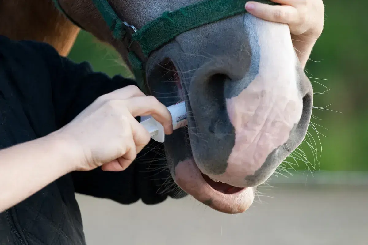 Une personne administre un vermifuge à un cheval. Savoir quand vermifuger son cheval est essentiel pour sa santé.