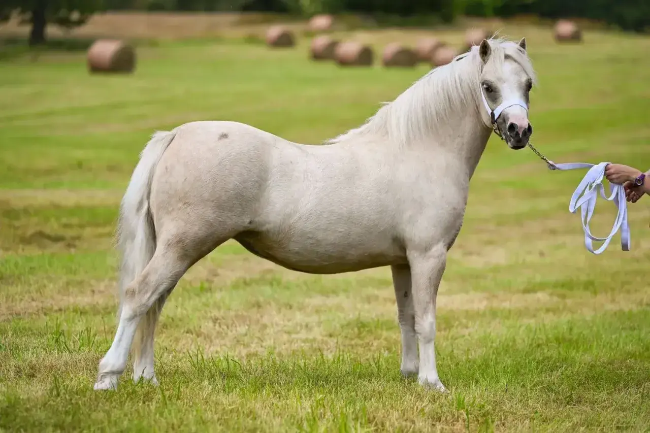 Un magnifique grand poney blanc se tient dans un pré verdoyant, une personne tenant sa longe à droite.