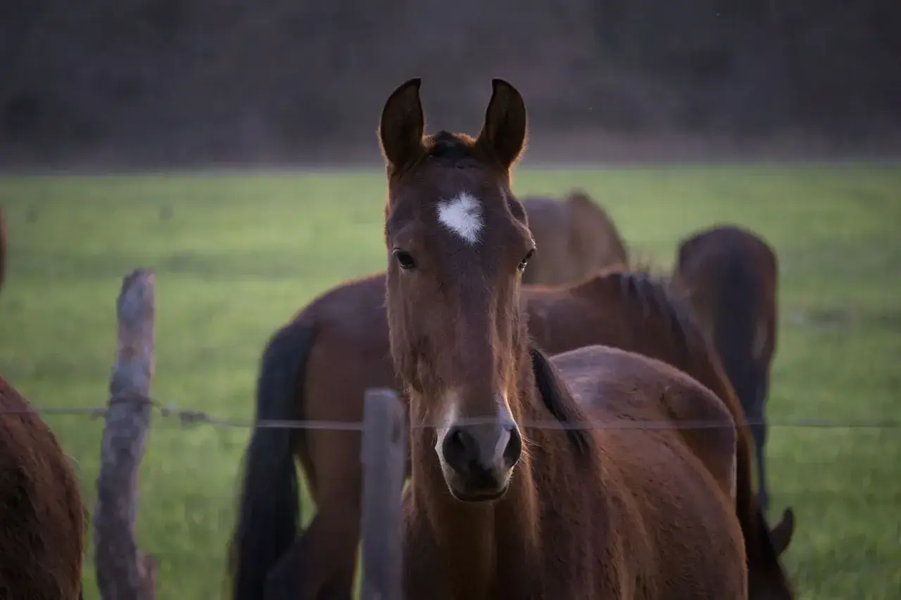 Un jeune cheval au pelage brun, marqué d'une étoile blanche sur le front, regarde la caméra. Son **foie cheval** est sain et vigoureux.