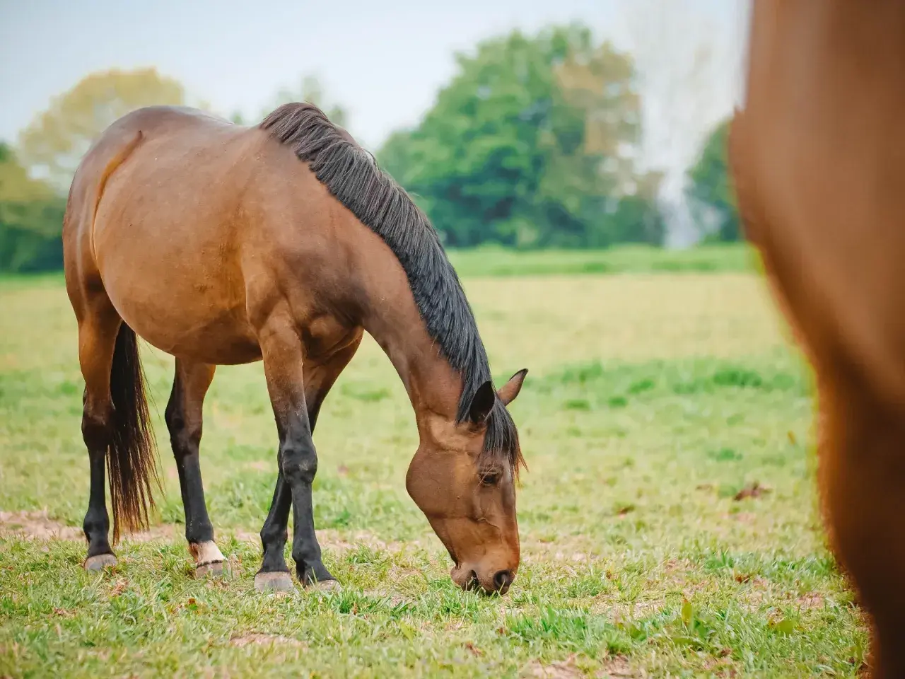 Un cheval brun broute paisiblement des graminées fourragères dans un pré verdoyant, sous un ciel clair.