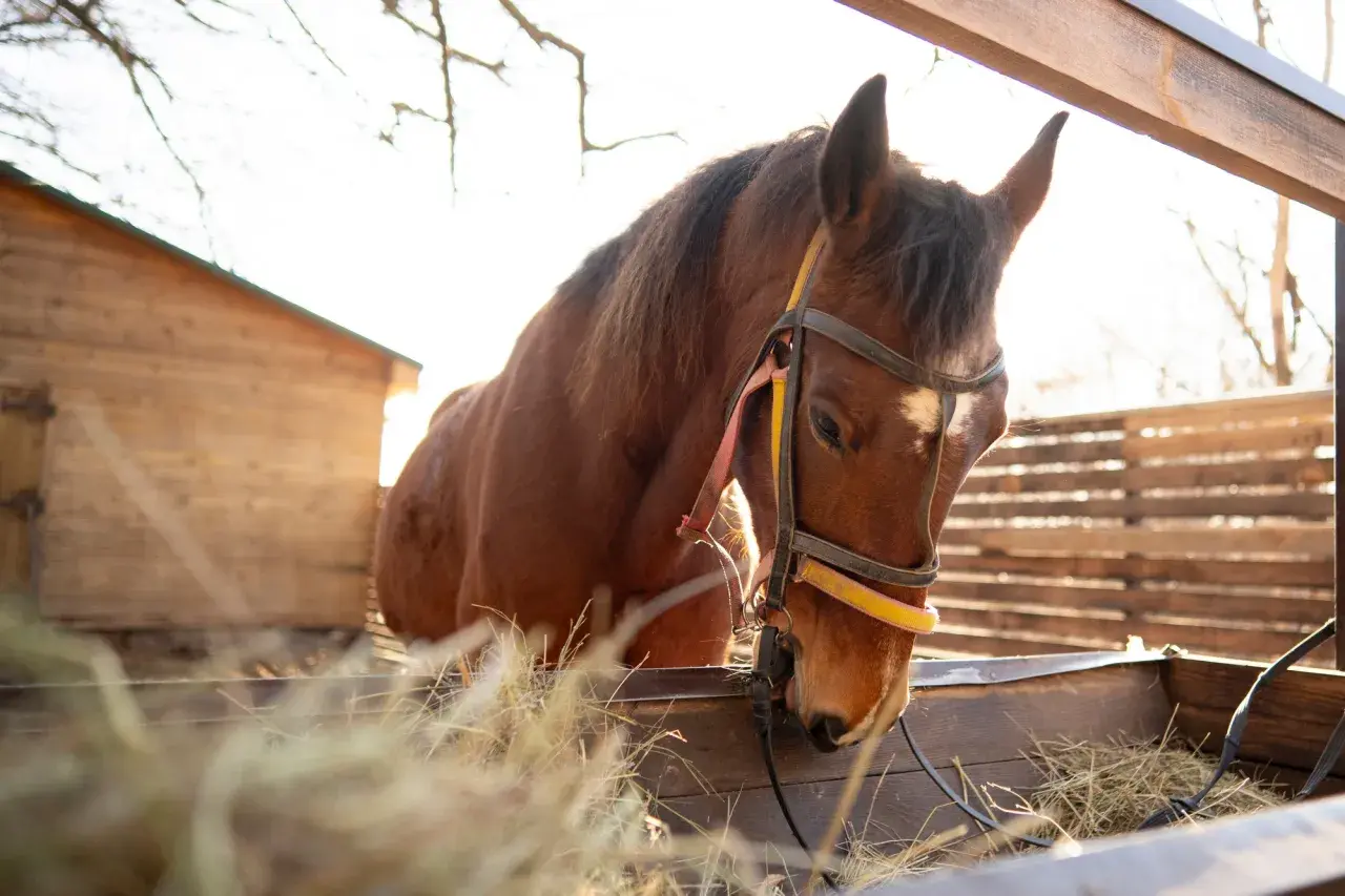 Un cheval brun mange du foin dans un enclos en bois. Le soleil brille, créant une atmosphère chaleureuse. On pense au prix vaccin cheval.