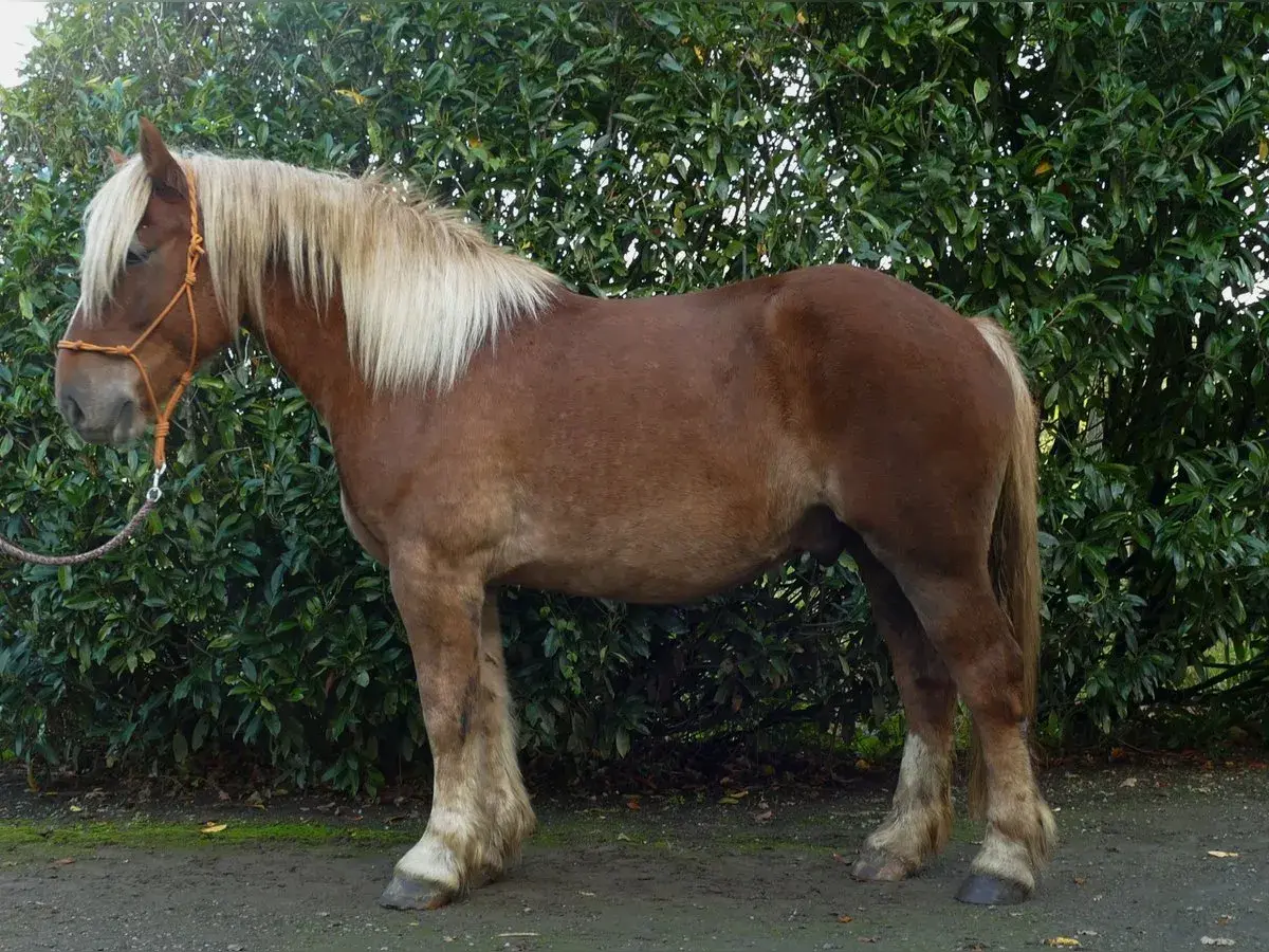 Un robuste Suffolk Punch, au pelage brun et à la crinière blonde, se tient fièrement devant un fond de verdure luxuriante.