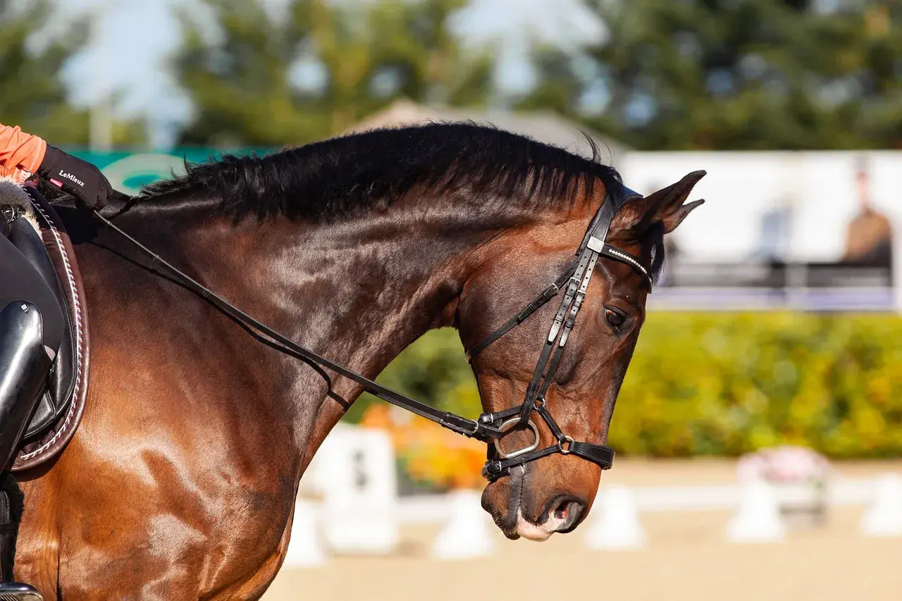 Un cheval bai en plein effort, prêt pour le **règlement dressage FFE**. La bride est ajustée, le cavalier concentré.