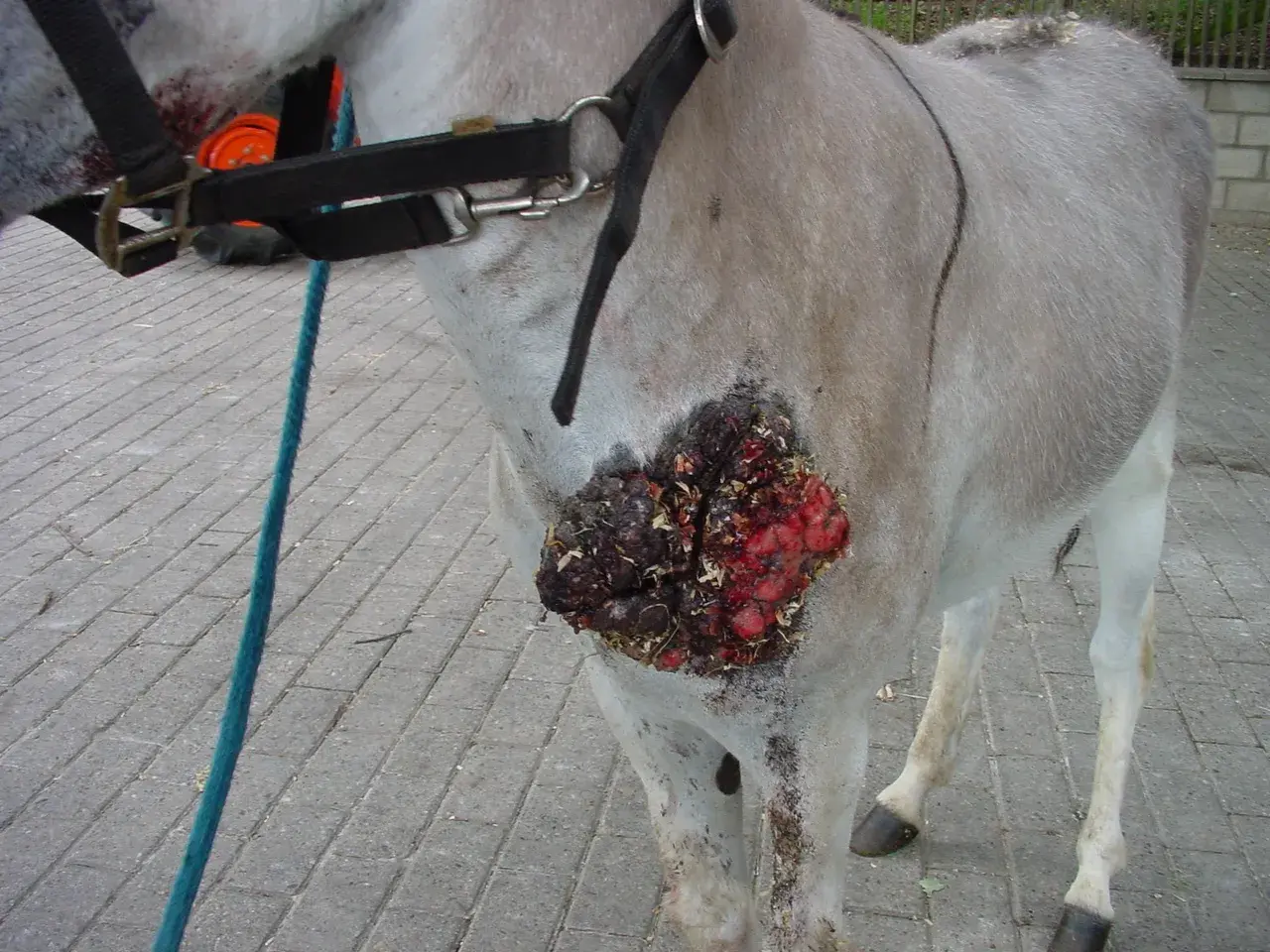Un cheval souffre d'un carcinome avancé sur le flanc, une plaie ouverte et sanglante.