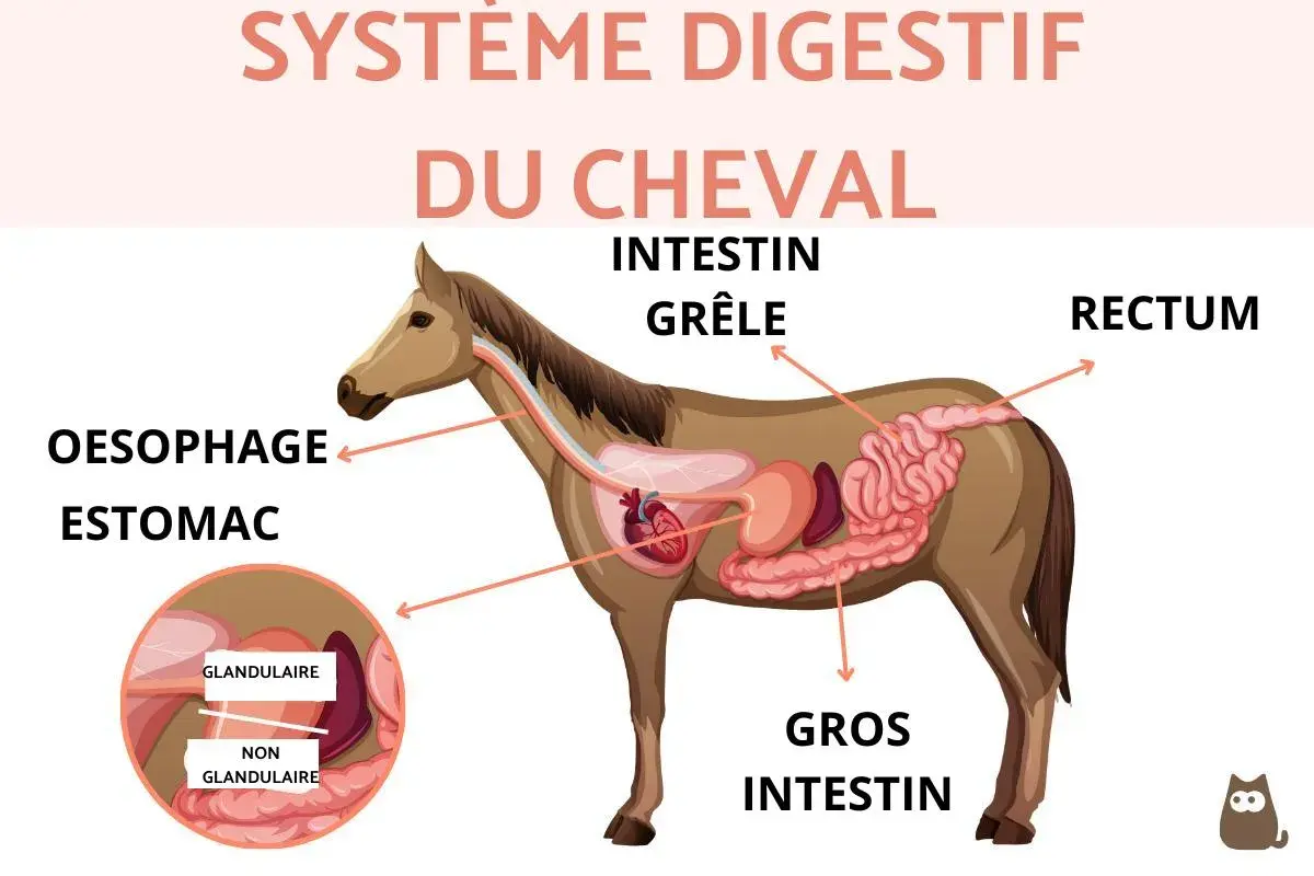 Schéma du système digestif du cheval, montrant l'œsophage, l'estomac, l'intestin grêle, le gros intestin et le rectum. La taille de l'intestin du cheval est impressionnante.