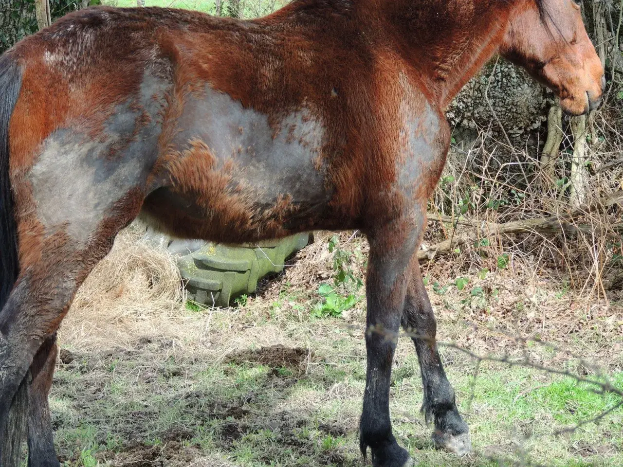 Un cheval brun, au pelage par endroits rasé, semble transpirer sans rien faire, debout dans un pré.